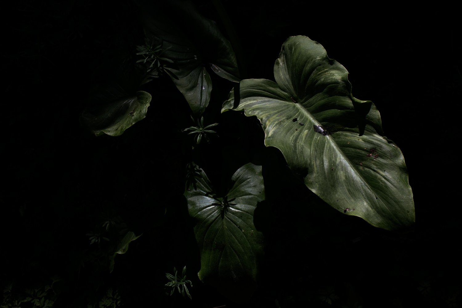 PLANTA20x30.jpg